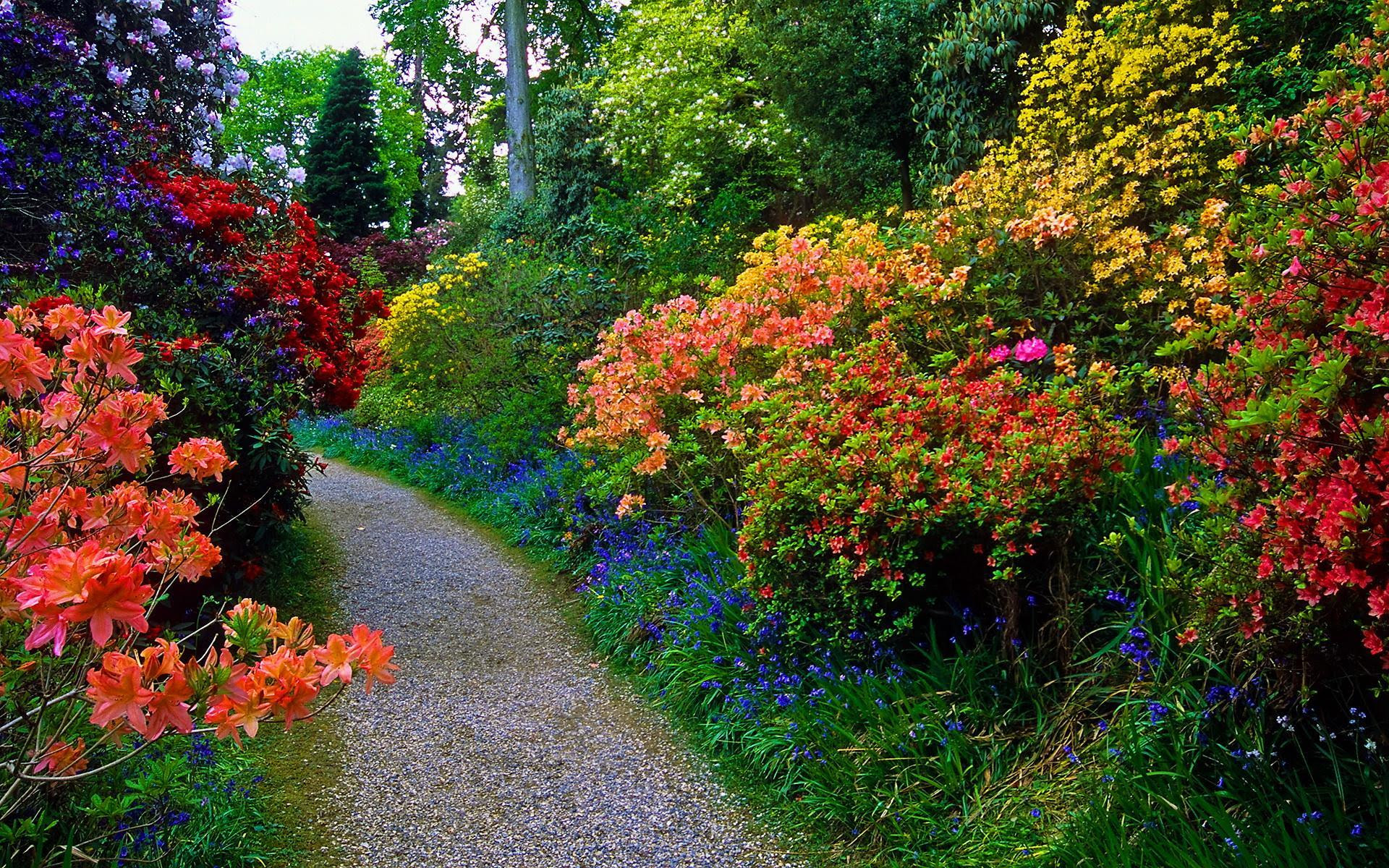 Bunga Taman Hd Wallpaper Desktop Lebar Definisi Tinggi Fullscreen Bunga Taman Hd Wallpaper Desktop Lebar Definisi Tinggi Fullscreen