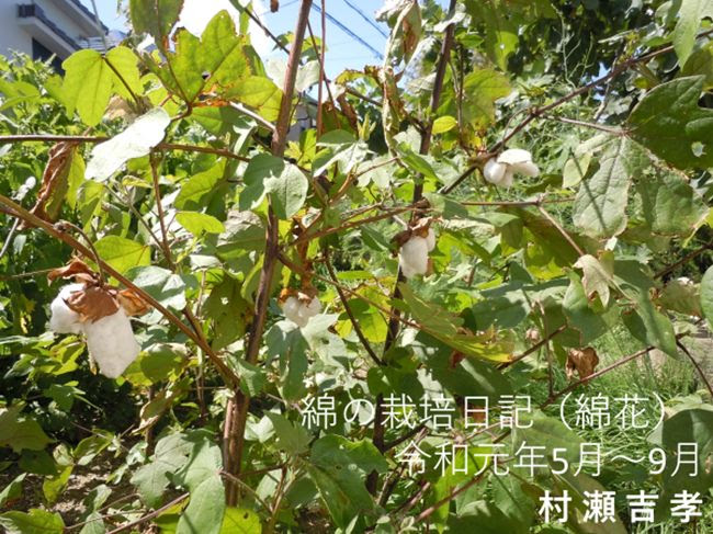 綿の栽培日記 綿花 Gijyutu Com 技術の面白教材集