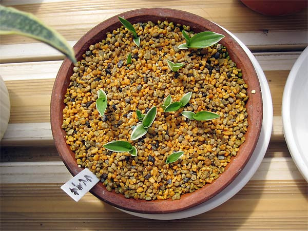 鷺草 サギソウ の栽培暦と育て方