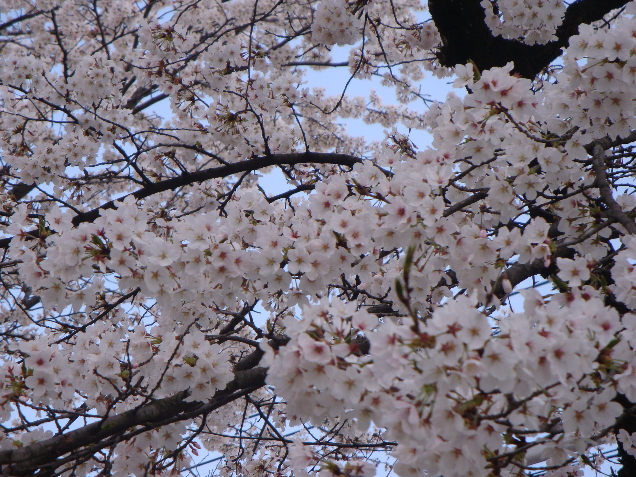 本当の 桜 の色はどんな色 バイク呉服屋の忙しい日々