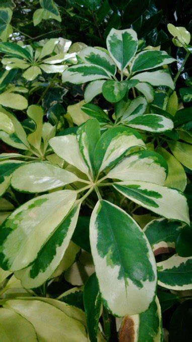 We've previously suggested a simple trifecta of plants to improve your indoor air quality. Umbrella Plant (Schefflera / Heptapleurum) Guide | Our