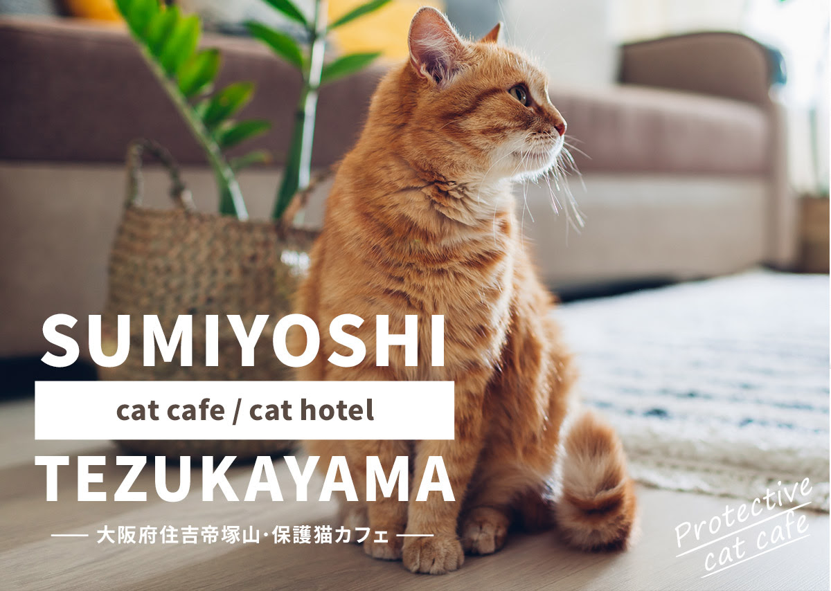 住吉区帝塚山の猫カフェ にゃんプチーノ