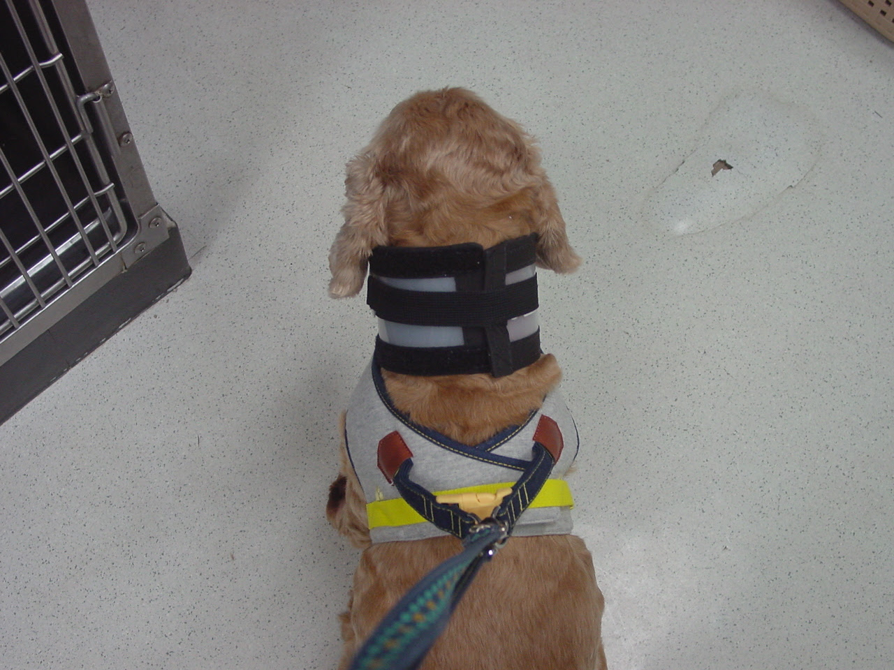 コルセット オークどうぶつ病院 オークどうぶつ病院けやき 福岡市 犬 猫 エキゾチックの診察 治療 健康診断 ペットホテル 獣医師求人情報