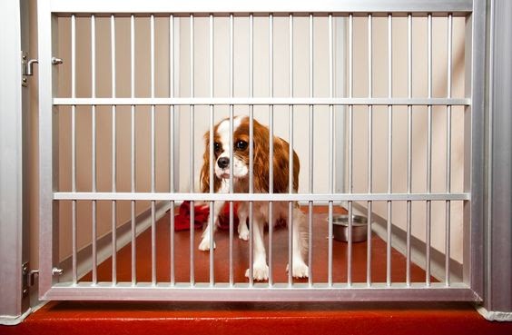 How To Find A Good Doggy Day Care Center