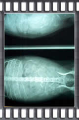チワワ情報など 浜田山かじわら動物病院 東京都杉並区の浜田山駅 犬 猫 うさぎ 小鳥 ハムスターなど診察
