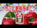 √100以上 いちご 肥料 有機 557476-いちご 肥料 有機