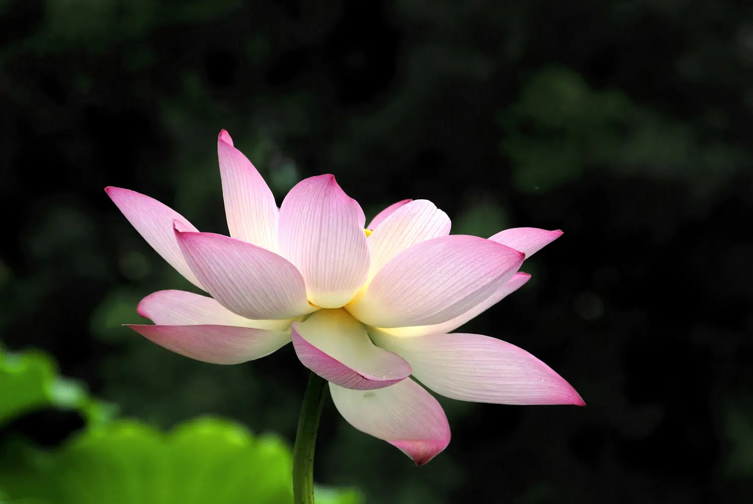 常见花名的英文名称 简书