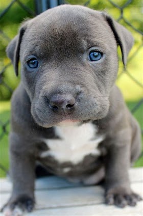What You Need To Know About Pitbull Puppies