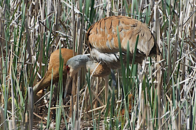 cranes3460