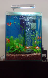 30cmハイタイプ金魚水槽 熱帯魚レンタルｎ ａ