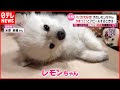 [新しいコレクション] 犬 ��まってほしい時 222977-犬 ��まって欲しい時