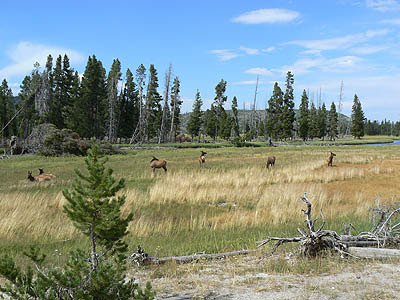 mule deers au bord de la rivière.jpg