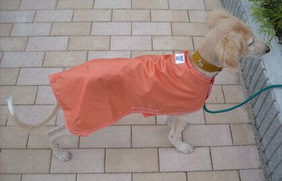 お嬢様犬用 簡単手作りレインコート 細マッチョ犬とお嬢様