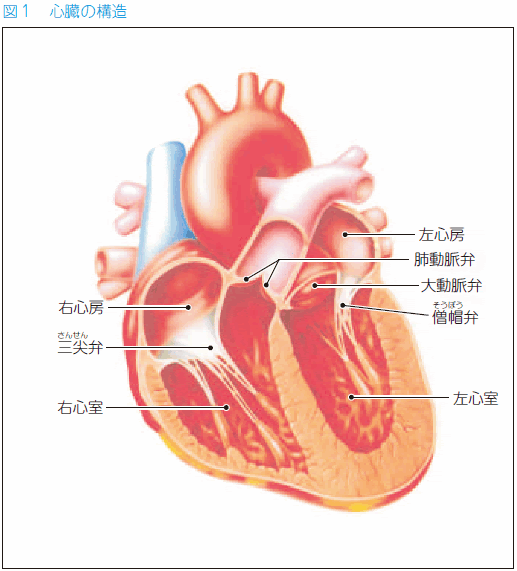 91 心臓が大きいと言われたら 心臓 循環器病あれこれ 国立循環器病研究センター 循環器病情報サービス