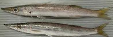 カマスの見分け方 大型高級魚専用 Nogumagu水産 楽天ブログ
