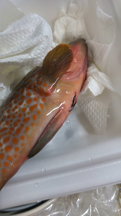 パピーが釣ってきた魚に寄生虫みたいなんがついてたんやが 釣りまとめ速報 記事コメント 1