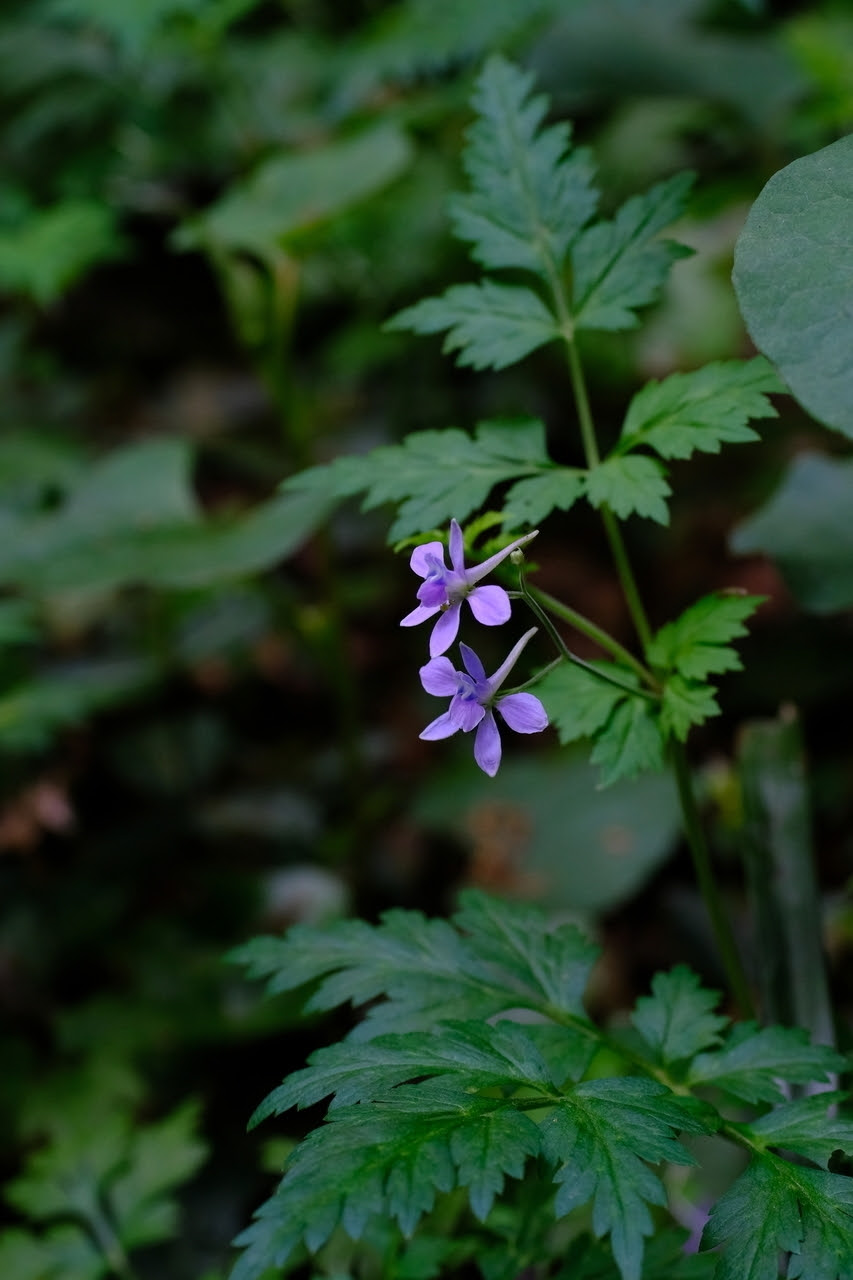 セリバヒエンソウ 図鑑 Jp