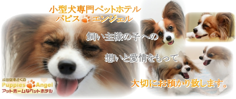 成田空港近辺の小型犬専門格安ペットホテル成田 パピスエンジェル