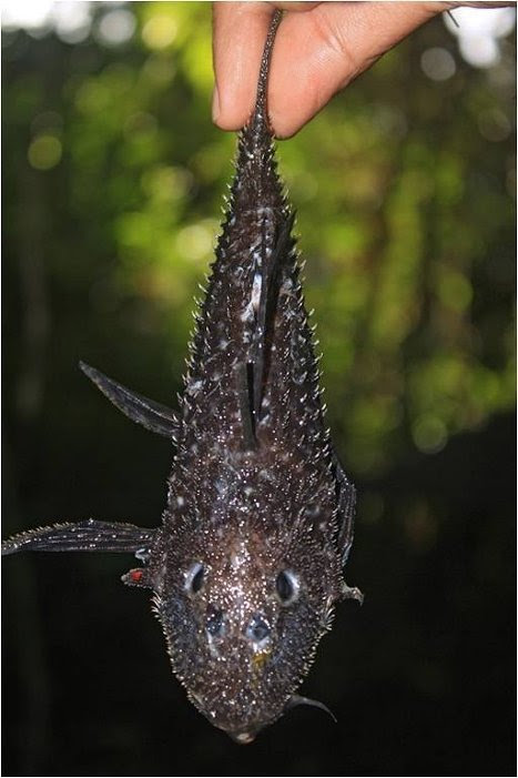 One of the new discoveries is an armored fish, whose body is covered in bony plates to protect it against attacks from giant piranhas who inhabit these waters.