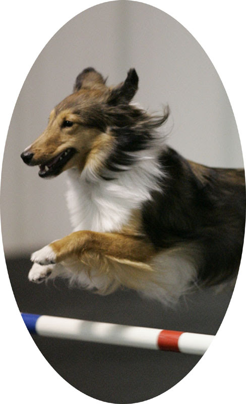 Still the Most Fun Agility Dog Ever! – Tulsa Dog Training Club