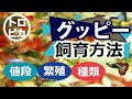 コンプリート！ グッピー種類 画像 563679-グッピー種類 画像