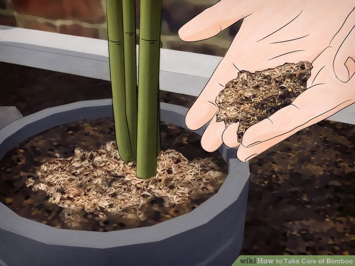 Take Care of Bamboo Step 3 Version 2.jpg