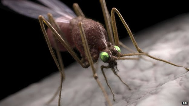 Malaria carrying mosquito 