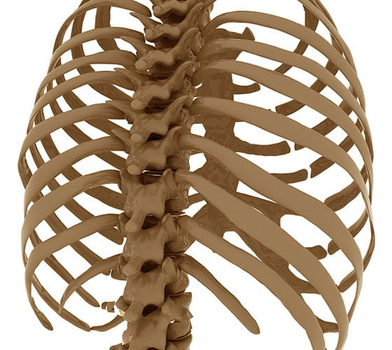 Rib Misalignment Treatment in Hampton Park | Think Chiropractic