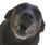 Opy