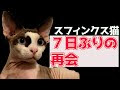 25 ++ スフィンクス 猫 画像 572772-スフィンクス 猫 画像