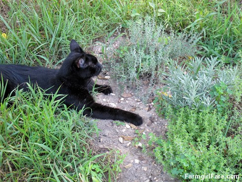 (21-3) Mr. Midnight relaxes by the lavender and thyme in the kitchen garden - FarmgirlFare.com