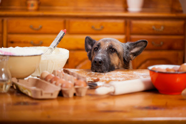GSD in kitchen