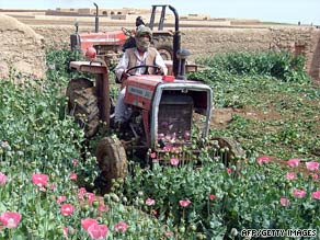 An Afghan police officer digs up a field of opium poppies in April.