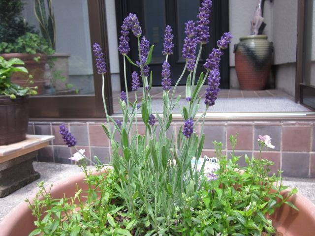 寄せ植えのラベンダーと植え替えのラベンダー 猫と園芸