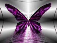 A Butterfly Heart For You