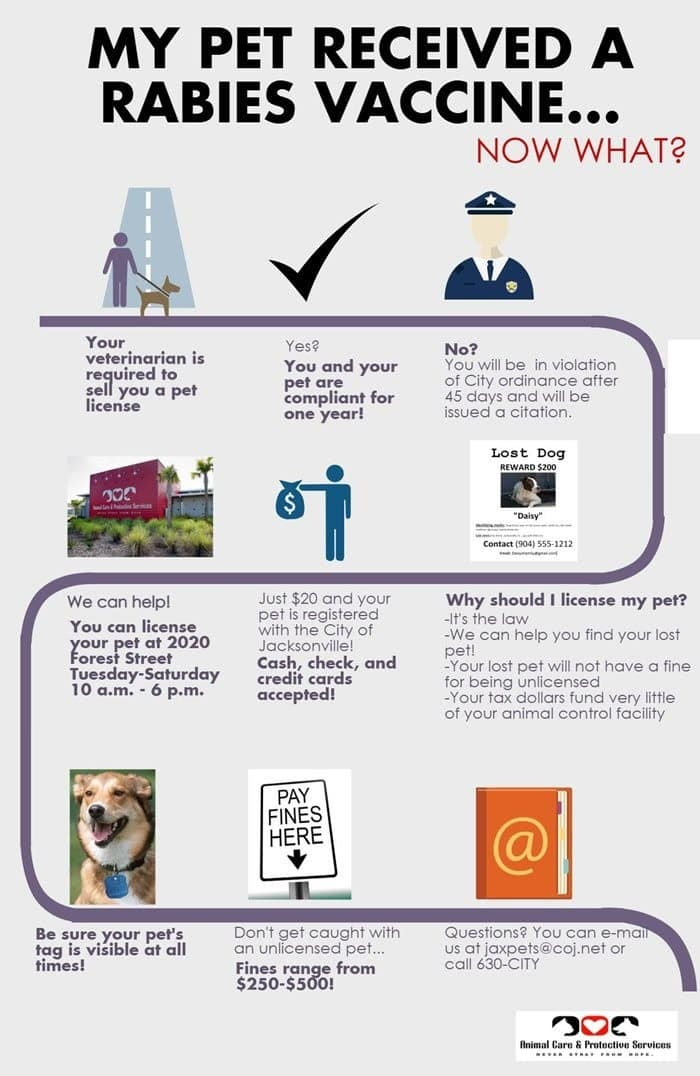 What Shots Do Puppies Need? Dog Vaccination Schedule