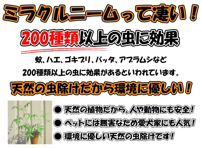 ニームの木 ミラクルニーム 大量入荷しました 株式会社グリーンロード