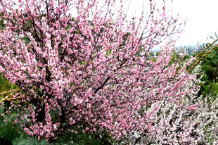 http://www.laguiadegrancanaria.com/fotos/almendro.jpg