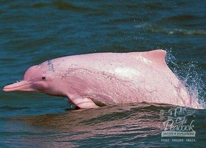 Amazon River Dolphin Capt Peacock Yachts Expeditions Inc
