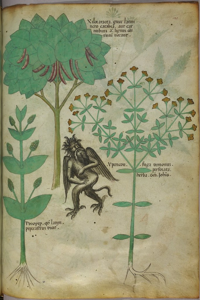 Miniature of plants and a demon - the herb Ypericon, supposed to repell demons - (Tractatus de Herbis - Sloane 4016   f. 103)