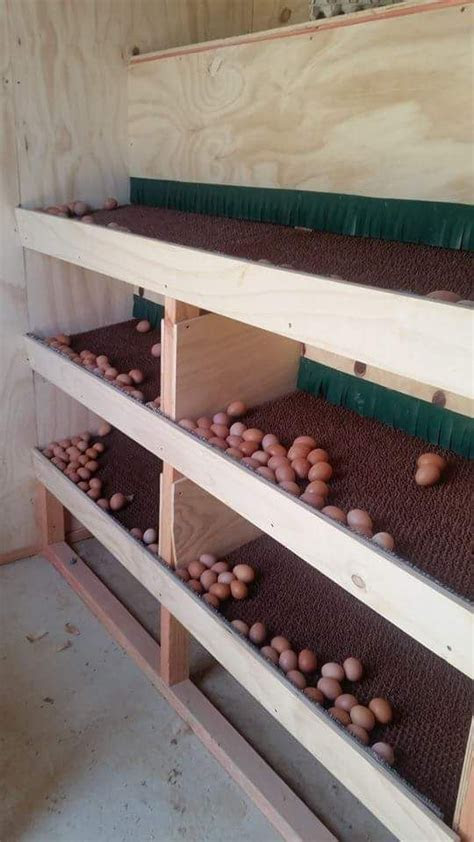 egg roll  nesting box egg catcher egg trap egg