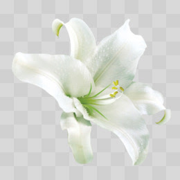 百合花图片素材 免费百合花png设计图片大全 图精灵