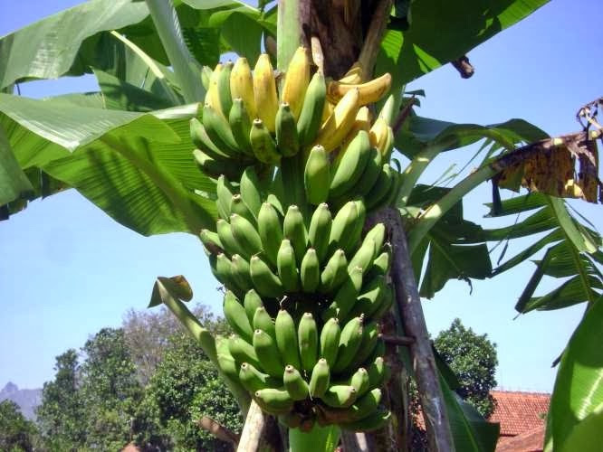 Peluang Usaha Budidaya Pisang Kepok Dan Analisa Usahanya Peluang Usaha Budidaya Pisang Kepok Dan Analisa Usahanya