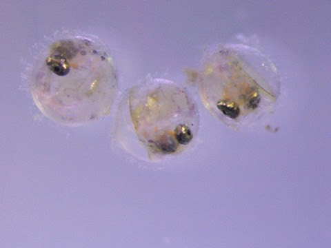 魚 フォトブログ