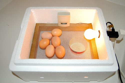 How to make incubator egg for chicken