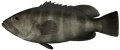 barcod
