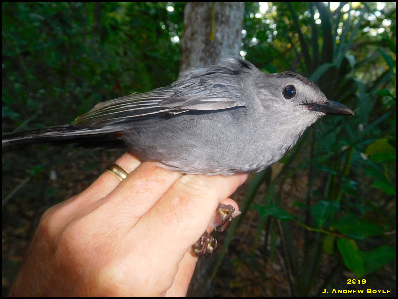 Gray Catbird