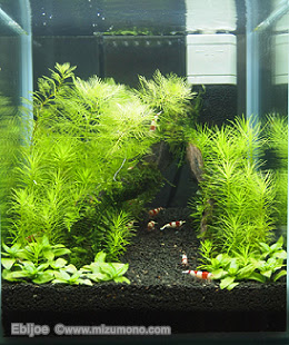 ビーシュリンプのレイアウト水槽 自宅ではじめるビーシュリンプ ライフ 熱帯魚のことなら みずものコム