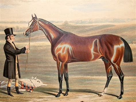 mameluke british horse wikipedia