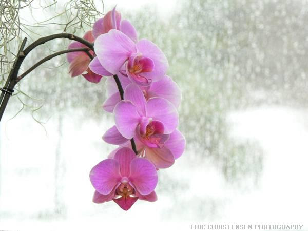 File:Pink orchid.JPG